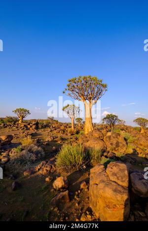 Kiefer Bäume, Aloidendron Dichotomum, im warmen orangefarbenen roten Licht des afrikanischen Sonnenuntergangs. Keetmanshoop, Namibia, Afrika Stockfoto