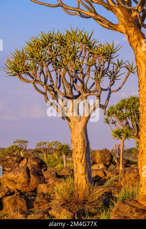 Kiefer Bäume, Aloidendron Dichotomum, im warmen orangefarbenen roten Licht des afrikanischen Sonnenuntergangs. Keetmanshoop, Namibia, Afrika Stockfoto