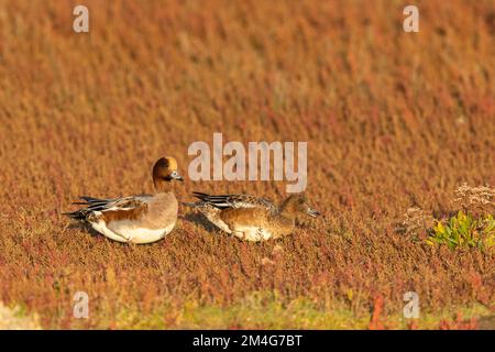 Eurasische Witwe Anas penelope, Erwachsenenpaar auf Salzmarsch, Cley Marshes, Norfolk, Großbritannien, Oktober Stockfoto