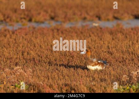 Eurasische Witwe Anas penelope, männliche Futtersuche auf Salzmarsch, Cley Marshes, Norfolk, Großbritannien, Oktober Stockfoto