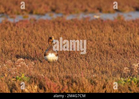 Eurasische Witwe Anas penelope, männlicher Erwachsener aus Salzwasser, Norfolk, Großbritannien, Oktober Stockfoto