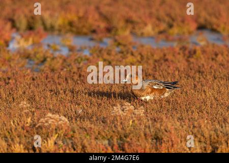 Eurasische Witwe Anas penelope, männliche Futtersuche auf Salzmarsch, Cley Marshes, Norfolk, Großbritannien, Oktober Stockfoto