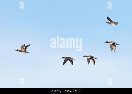 Eurasian Witon Anas penelope, Group in Flight, Cley Marshes, Norfolk, Vereinigtes Königreich, Oktober Stockfoto