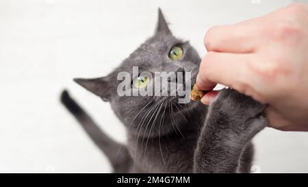 Die schwarze Hauskatze rennt schnell zum Besitzer und nimmt das leckere Essen von der Hand. Das Tier probiert gerne die Lieblingsspeisen des Besitzers und isst mit aufgeregtem Expressio Stockfoto