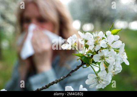 Pollenallergie und Heuschnupfen. Eine Frau, die im Frühling im Freien niest und Nase bläst. Selektive Fokussierung auf Blüten Stockfoto