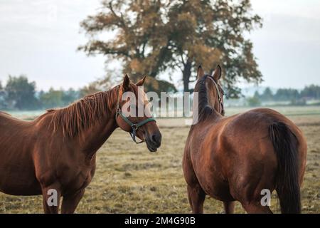 Zwei braune Vollblutpferde auf der Weide im Herbst. Kalter nebeliger Morgen auf der Tierfarm Stockfoto