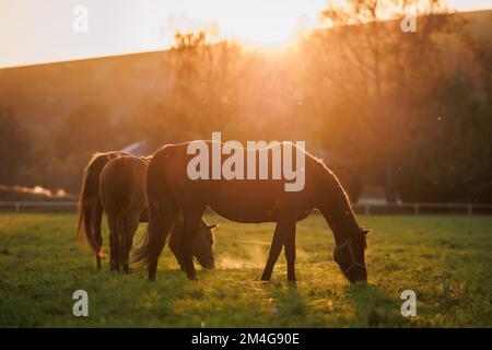 Pferdefamilie, die im Herbst bei Sonnenuntergang Gras auf der Weide weidet. Tierfarm. Ländliche Landschaft Stockfoto