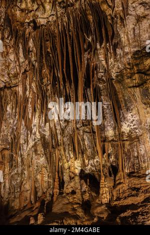 Vorhänge von Stalaktiten, die der Schwerkraft in der Höhle von Postojna trotzen Stockfoto