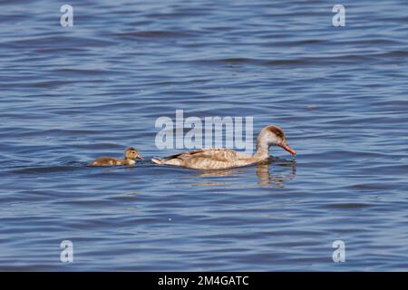 Rotkammmuschel (Netta rufina), weiblich mit Küken, die an einem See schwimmen, Deutschland, Bayern Stockfoto