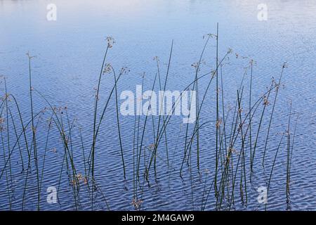 Tulus vulgaris, Tulus vulgaris, Tulus vulgaris, Tulus vulgaris vulgaris, in Wasser, Schweden Stockfoto