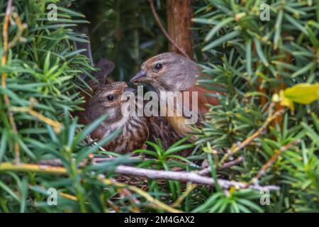 linnet (Carduelis Cannabina, Acanthis Cannabina, Linaria Cannabina), Paar im Nest eines Eibenbaums, weibliche Zucht, männliche Bewacher, Deutschland, Bayern Stockfoto