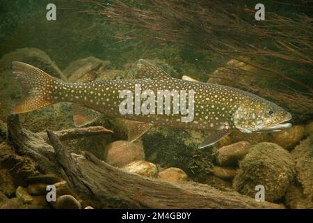 Amerikanische Forelle, große Forelle, Forelle (Salvelinus namaycush), Jungfische Stockfoto