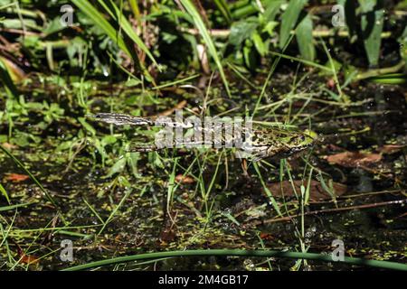 Europäischer Speisefrosch, Speisefrosch (Rana kl. Esculenta, Rana esculenta, Pelophylax esculentus), entkommt mit einem Sprung in den Teich, Deutschland, Stockfoto