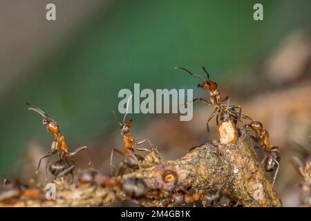 Holzameise (Formica rufa), Ameisen dehnen ihren Bauch nach vorne, bereiten Sie sich auf Verteidigung vor, defensive Haltung, Deutschland, Bayern Stockfoto