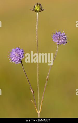 Südliche Succisella, Teufelsbiss skabös (Succisa pratensis, Scabiosa succisa), blühend, Deutschland, Bayern, Murnauer Moos Stockfoto