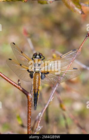 Vierfleckige Libellula, vierfleckige Jägerin, vierfleckige Libellula quadrimaculata, sitzt auf einem Zweig, Deutschland Stockfoto