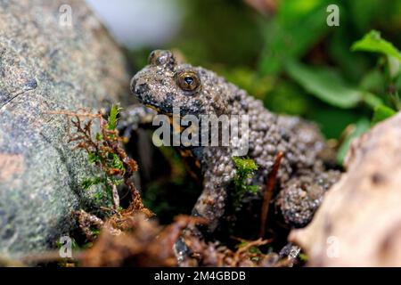 Gelbbauchkröte, Gelbbauchkröte, bunter Feuerkröte (Bombina variegata), in ihrem Biotop, Deutschland, Bayern Stockfoto