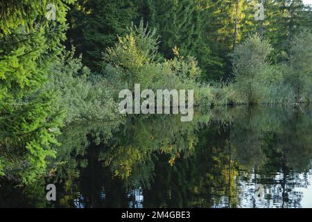 Wald am Seeufer am Moorteich Etang de la Gruere, Schweiz, Kanton Jura Stockfoto