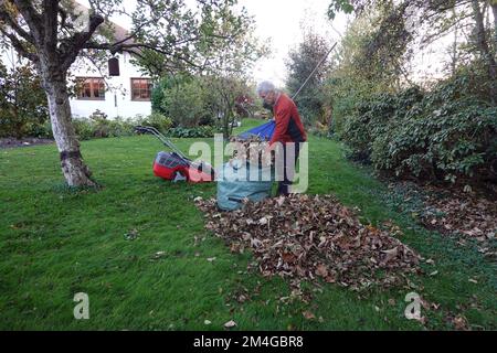 Mann, der Blätter vor dem letzten Rasenschnitt in Deutschland harkt Stockfoto