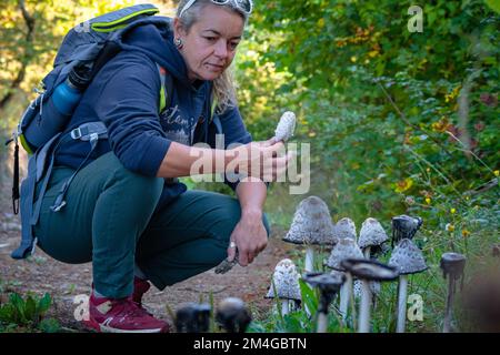 Pilzforscher, die versuchen, Wildpilze im Wald mit einem Identifikationsbuch zu identifizieren - Pilzsammeln und Pilzforsten Stockfoto