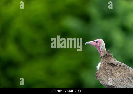 Geier mit Kapuze Necrosyrtes monachus (gefangen), Porträt von Erwachsenen, Hawk Conservancy Trust, Andover, Hampshire, Großbritannien, Mai Stockfoto