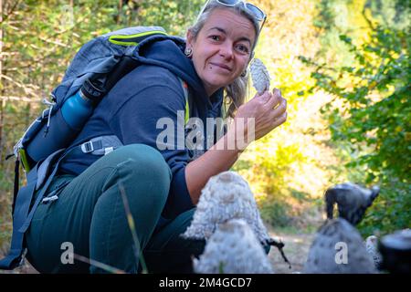 Pilzforscher, die versuchen, Wildpilze im Wald mit einem Identifikationsbuch zu identifizieren - Pilzsammeln und Pilzforsten Stockfoto