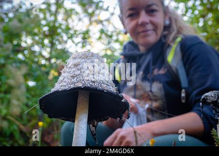 Pilzforscher, die versuchen, Wildpilze im Wald mit einem Identifikationsbuch zu identifizieren - Pilzsammeln und Pilzforsten Stockfoto