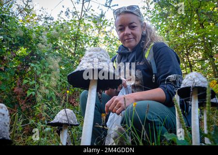 Pilzforscher, die versuchen, Wildpilze im Wald mit einem Identifikationsbuch zu identifizieren - Pilzsammeln und Pilzforsten Stockfoto