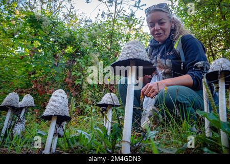 Pilzforscher, die versuchen, Wildpilze im Wald mit einem Identifikationsbuch zu identifizieren - Pilzsammeln und Pilzforsten Stockfoto