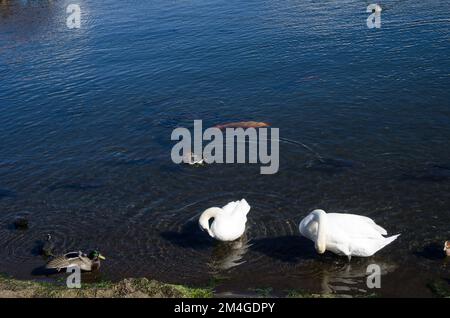 Stumme Schwäne, Stockenten, eurasische Witwen, eurasische Karpfen und eurasische Kühe im Yamanako-See. Yamanakako. Präfektur Yamanashi. Honshu. Japan. Stockfoto