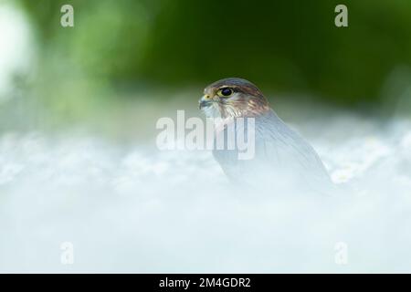 Merlin Falco columbarius (gefangen), männlicher Erwachsener unter Wildblumen, Hawk Conservancy Trust, Andover, Hampshire, Vereinigtes Königreich, Mai Stockfoto