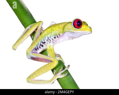 Rotäugiger Baumfrosch (Agalychnis callidryas), isoliert auf weißem Hintergrund. Stockfoto