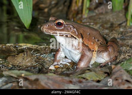 Savage's Thin-Toed Frog (Leptodactylus savagei) in der Nähe eines nächtlichen Sees, Puntarenas, Costa Rica. Stockfoto