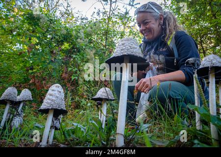 Pilzforscher, die versuchen, Wildpilze im Wald mit einem Identifikationsbuch zu identifizieren - Pilzsammeln und Pilzforsten Stockfoto