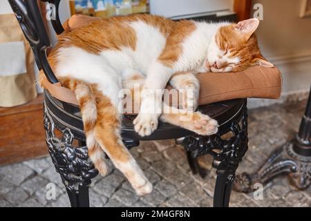 Süße schlafende Katze auf einem Stuhl. Entspannende Katze Stockfoto