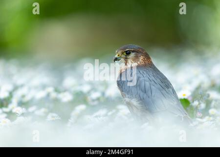 Merlin Falco columbarius (gefangen), männlicher Erwachsener unter Wildblumen, Hawk Conservancy Trust, Andover, Hampshire, Vereinigtes Königreich, Mai Stockfoto