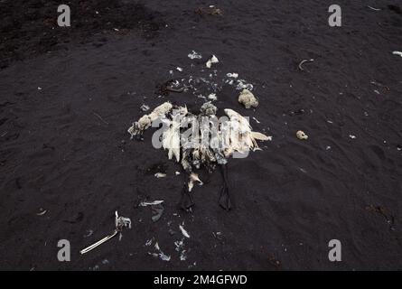 Nahaufnahme Möwe Überreste auf schwarzem Sand Konzeptfoto Stockfoto