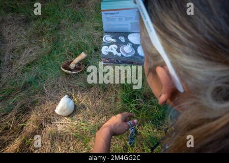 Pilzforscher, die versuchen, Wildpilze im Wald mit einem Identifikationsbuch zu identifizieren - Pilzsammeln und Pilzforsten Stockfoto