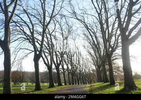 Die Wintersonne wirft lange und markante Schatten über die Allee der Bäume, die hier im Gladstone Park im Norden Londons zu sehen ist Stockfoto