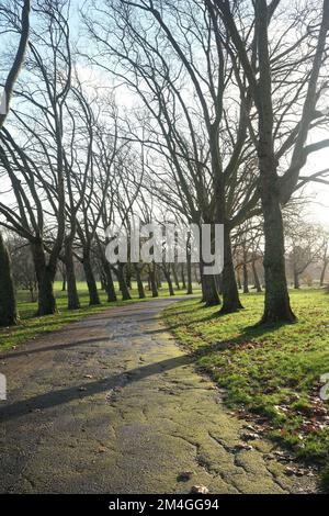 Die Wintersonne wirft lange und unverwechselbare Schatten über die rees, die hier im Gladstone Park im Norden Londons zu sehen sind Stockfoto