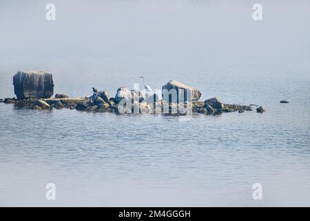 Navi Mumbai, Maharashtra, Indien, migrierte größer und kleinere Flamingos in Navi Mumbai, Maharashtra, Indien, größer und kleiner Flamingos sind migriert. Stockfoto