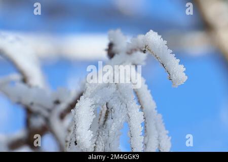 Eiskristalle bilden sich auf Ästen und frieren in alle Richtungen ein. Es wurde eine reichlich strukturierte und bizarre Form geschaffen. Winteraufnahme aus der Natur Stockfoto