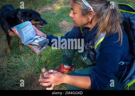 Pilzforscher, die versuchen, Wildpilze im Wald mit einem Identifikationsbuch zu identifizieren - Pilzsammeln und Pilzforsten Stockfoto