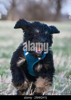 Goldendoodlle Hündchen mit schwarzem und braunem Pelz läuft beim Spielen über einen Pfad. Bewegungsunschärfe, dynamisch. Tierfoto eines Hundes Stockfoto