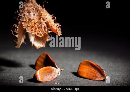 Studioaufnahme mit geteilter offener Schale mit drei Muttern darunter auf schwarzem Hintergrund in Scheinwerferlicht. Stockfoto