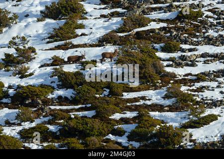 Rotwild Cervus elaphus, Hering auf verschneiten Berghängen, Strathdearn, Highlands, Schottland, Vereinigtes Königreich, Februar Stockfoto