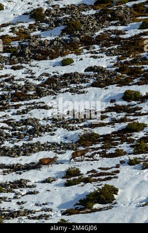 Rotwild Cervus elaphus, Hering auf verschneiten Berghängen, Strathdearn, Highlands, Schottland, Vereinigtes Königreich, Februar Stockfoto