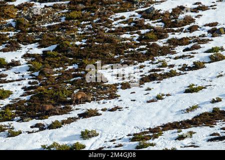 Rotwild Cervus elaphus, Hering auf verschneiten Berghängen, Strathdearn, Highlands, Schottland, Vereinigtes Königreich, Februar Stockfoto