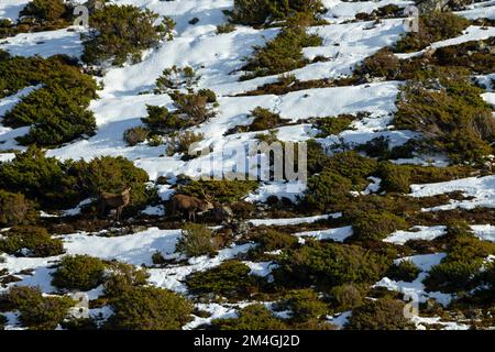 Rotwild Cervus elaphus, Hering auf verschneiten Berghängen, Strathdearn, Highlands, Schottland, Vereinigtes Königreich, Februar Stockfoto