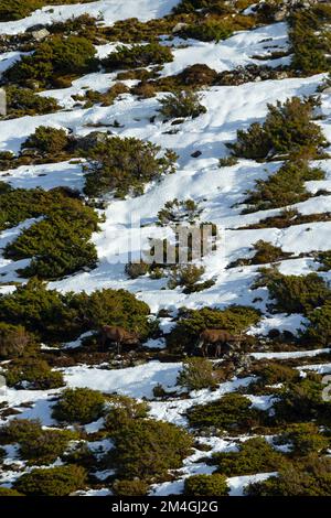 Rotwild Cervus elaphus, Hering auf verschneiten Berghängen, Strathdearn, Highlands, Schottland, Vereinigtes Königreich, Februar Stockfoto